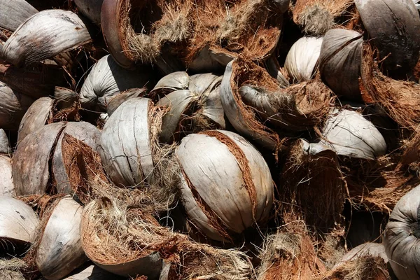 Shell coconut — Stock Photo, Image