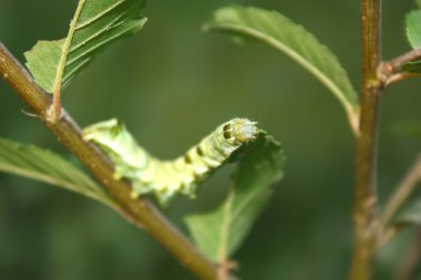 Caterpillar butterfly on a bush. clipart