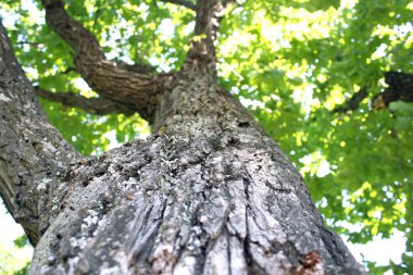 Trunk of an oak a bark clipart