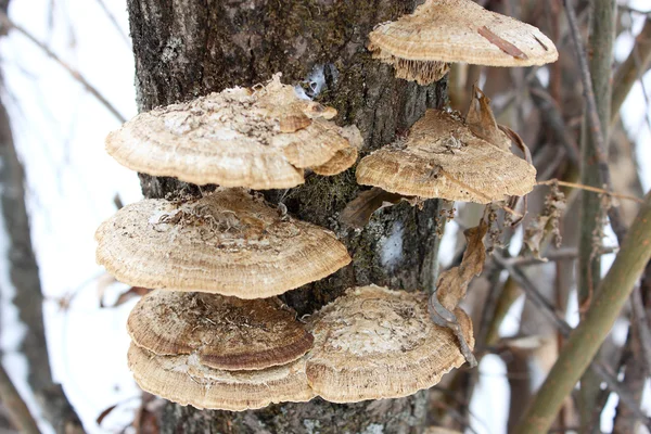 Tree Fungus — Stock Photo, Image