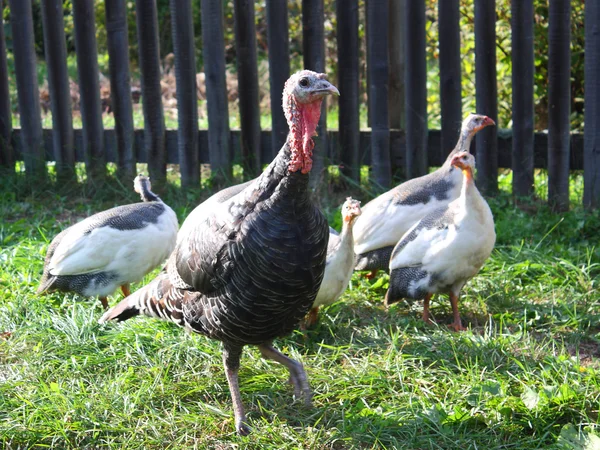 Turkey with neck extended closeup — Stock Photo, Image
