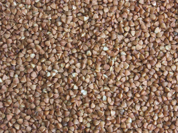 Семена гречихи — стоковое фото