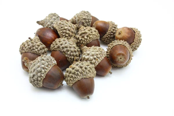 stock image Autumn acorns