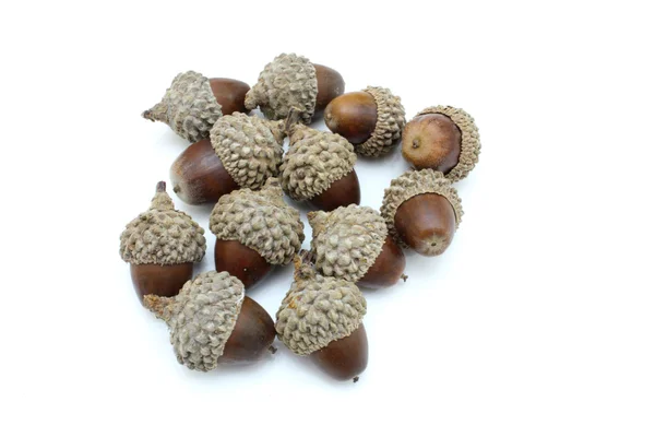 stock image Three acorns on a white.