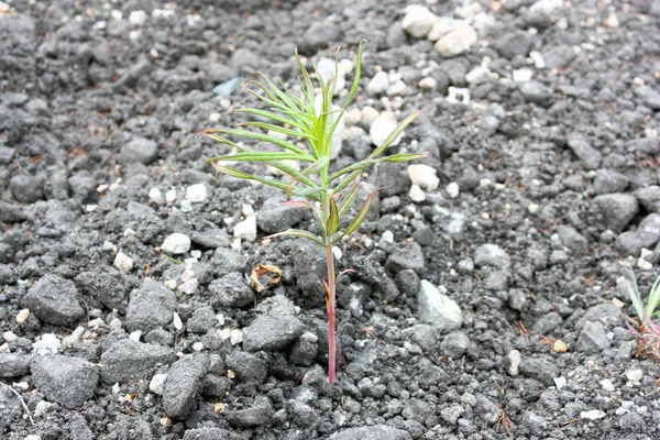 Sprout on asphalt — Stock Photo, Image