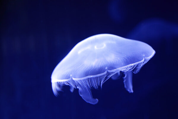 Jellyfish