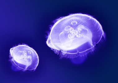 Jellyfishes clipart