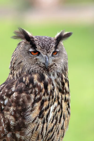 Big owl — Stock Photo, Image