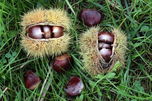 stock image Chestnuts in the countryside