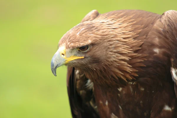 Iberian eagle — Stock Photo, Image