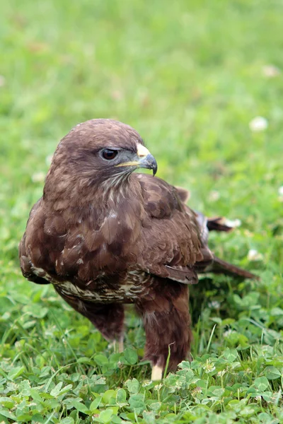 Peregrine falcon — Stock Photo, Image