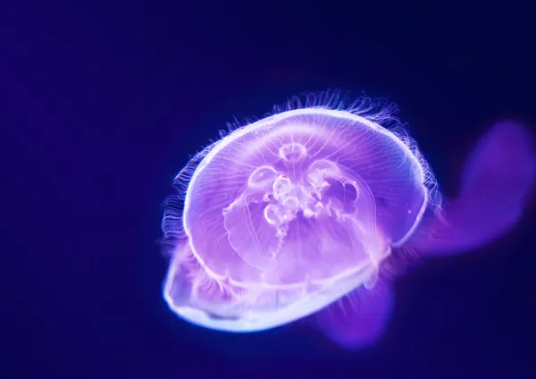 Mor denizanası — Stok fotoğraf