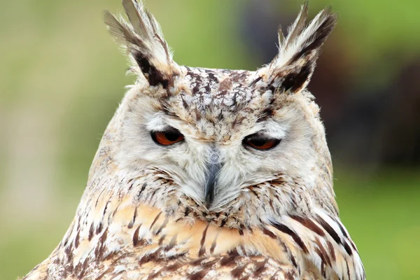 White owl — Stock Photo, Image