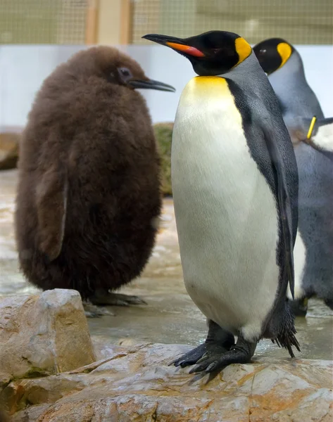 Penguins — Stok Foto