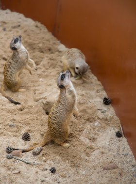 Suricat (Suricata suricatta)