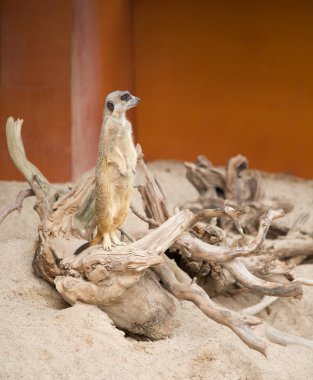 Suricat (Suricata suricatta)