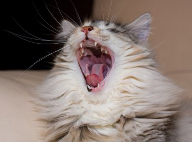 Yawning cat clipart