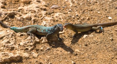 Iguana