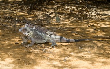 Iguana