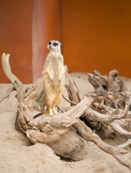Suricat (suricata suricatta)) — Stockfoto