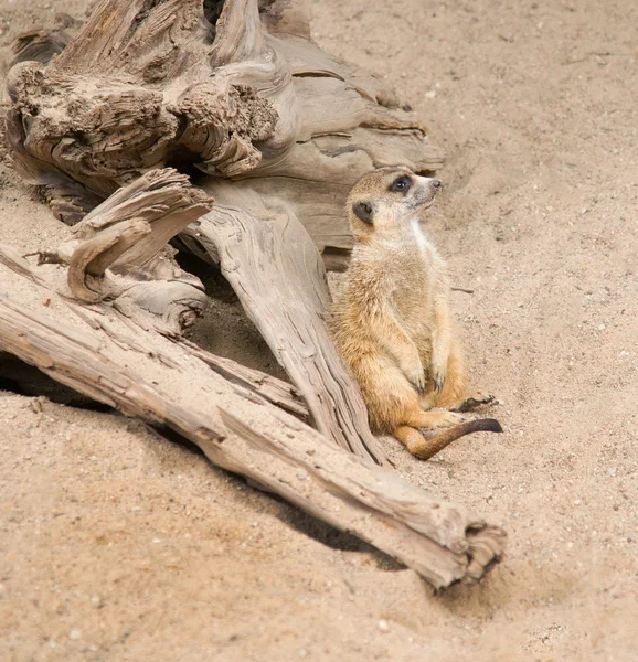 Suri? at (suricata suricatta)) — Stockfoto
