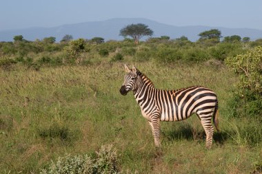 afrika zebra