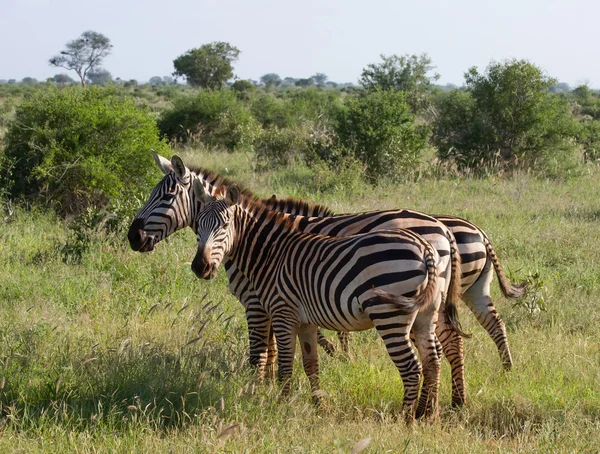 Afrikai zebra — Stock Fotó