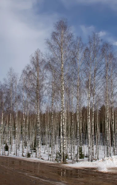 Rosyjski brzoza zimą — Zdjęcie stockowe