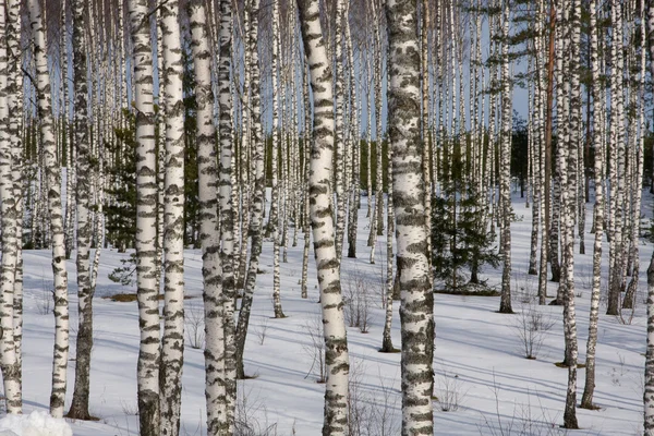 Rosyjski brzoza zimą — Zdjęcie stockowe