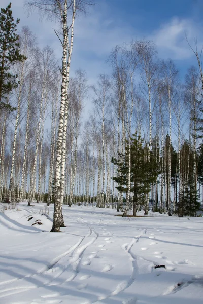 Ruso abedul invierno — Foto de Stock