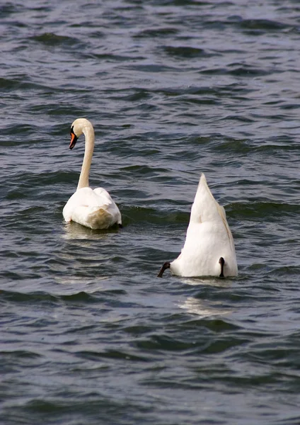 stock image Diving Swans