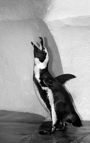 Pinguïn — Stockfoto