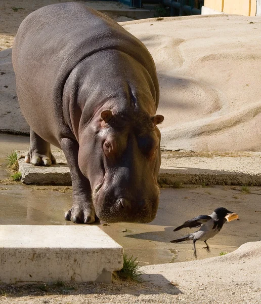 Hipopótamo y ave — Foto de Stock