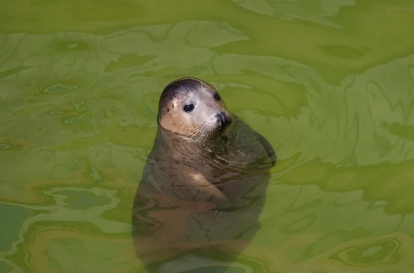 stock image Baltic seal