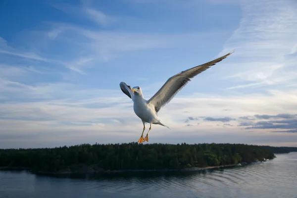 stock image Sea Gull