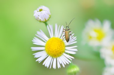 Green beetle on daisy clipart