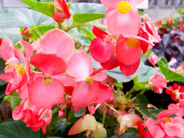 stock image Winter flowers