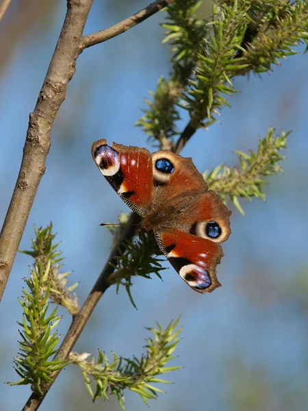 stock image Butterfly