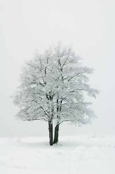 Дерево, покрытые инеем в тумане — стоковое фото