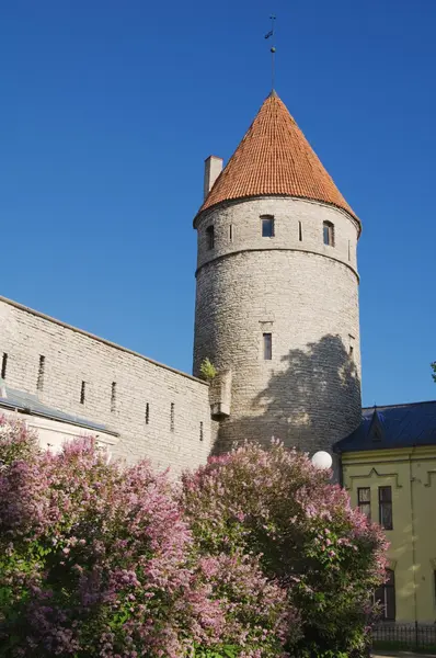 Крепостной башни в Таллине — стоковое фото