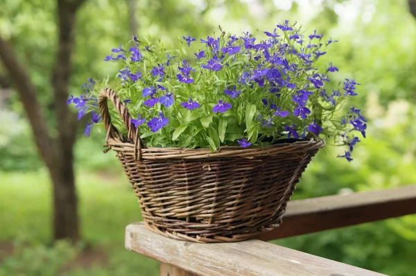 Košík s květinami v zahradě — Stock fotografie