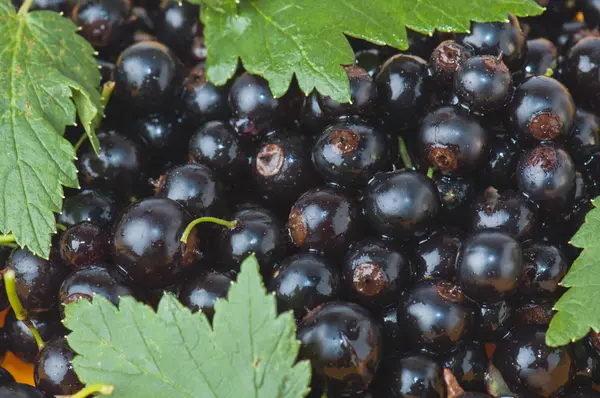 莓果的黑醋栗和叶子、 背景 — 图库照片