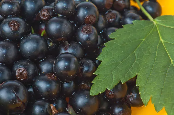 Meyveleri Siyah frenk üzümü ve yaprakları, bir arka plan — Stok fotoğraf