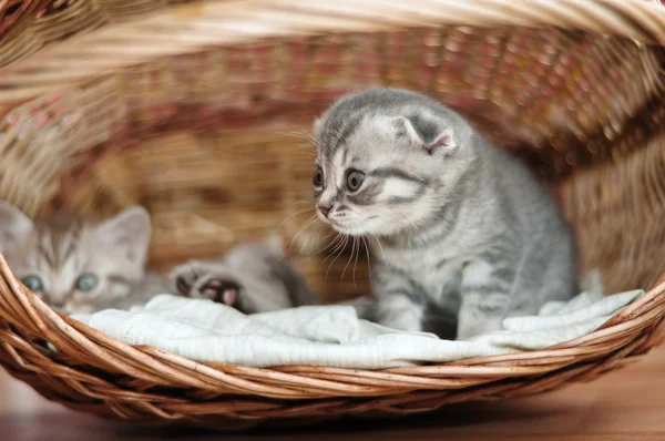 Small nice kittens of the British breed — Stock Photo, Image