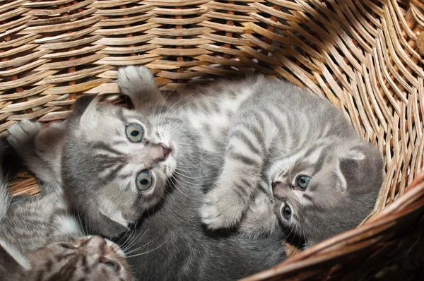 Small nice kittens of the British breed — Stock Photo, Image