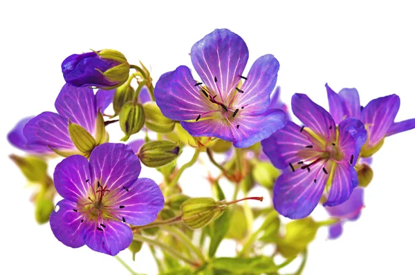 Wildblumen — Stockfoto