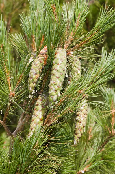 Takken van een pine met kegels — Stockfoto