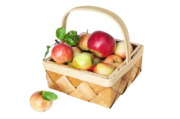 Cesta arrugada llena de manzanas maduras —  Fotos de Stock