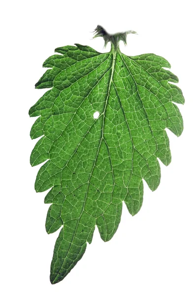 Τσουκνίδα leaf — Φωτογραφία Αρχείου