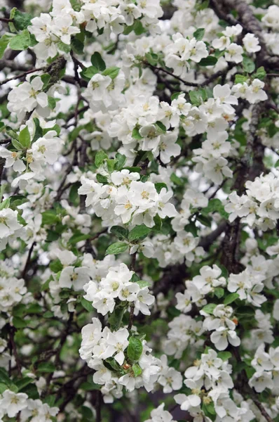 stock image Blossoming apple-tree, background from flowers